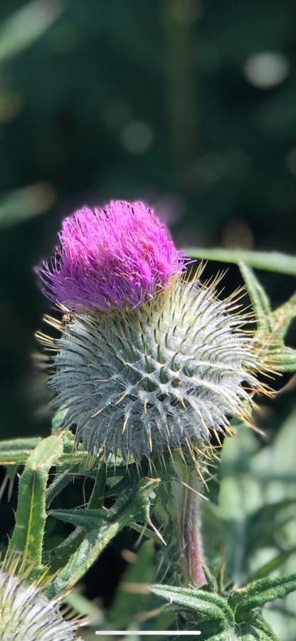 Number Twenty Six - 2 Miles From Elie Beach - 15Mins To St Andrews Colinsburgh Luaran gambar